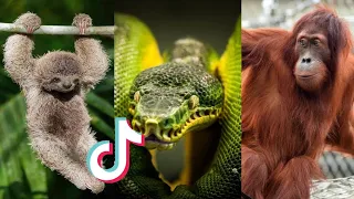 Modern Animals that Used to be Giants 😳 | TikTok Compilation #1