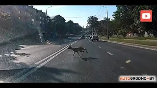 По Гродно бегает олененок. Настоящий!