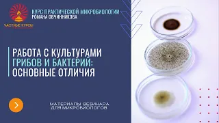 Отличия в работе с культурами грибов и бактерий. Микологическая лаборатория. Методы работы с грибами