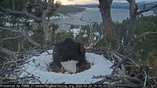 Big Bear Bald Eagle  24.03.2024 18:49