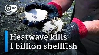 Canada heatwave cooks up to one billion shellfish alive | DW News