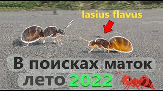 В поисках маток! Лето 2022! В какие дни летят муравьи? Lasius flavus, Lasius fuliginosus...