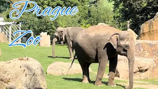 Prague Zoo in Summer | Czech Republic | StreetS