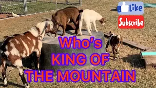 4 BABY GOATS playing King of the mountain with BIG DADDY GOAT #babygoats #goats #goatsfunny