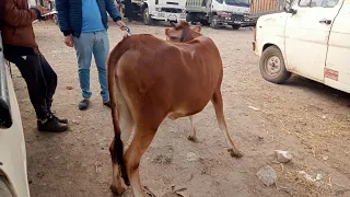 سوق كيسر اليوم اتمنة العجلة الكسابية وعجلة عيد الاضحى العجلة البلدية