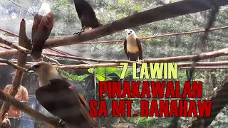 sagip 3 6 2021 pagpapakawala ng lawin