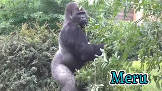 SILVERBACK MERU | Lengai’s Group