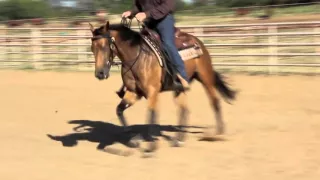 2013 PRESIDENTE SHINER DAUGHTER - GORGEOUS BUCKSKIN