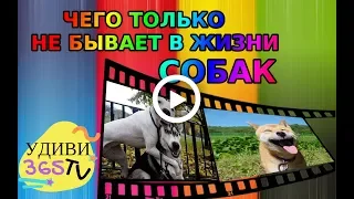 Чего только не бывает в жизни собак на Удиви365TV