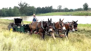 Coley Mule Farm