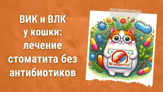 👅 ВИК и ВЛК у кошки: лечение стоматита без антибиотиков? Советы ветеринара