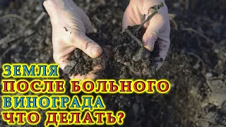 Что делать с землёй после больного винограда | Ответы на вопросы