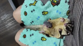 RESCUE joey sugarglider yang di reject berulang ulang oleh Induknya😨😨