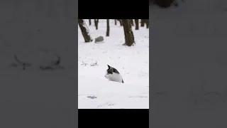 A cat in the snow #cat #shorts