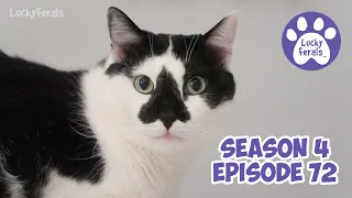 Fresh Fish For Cats, Boo Loves Chipmunks, A Dragonfly In The Chair * S4 E72 * Cat Vlog