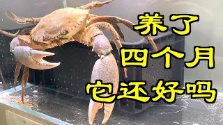 在水族箱养一只4斤重的大青蟹，几个月时间过去了，它现在怎样了呢？｜水族｜鱼缸｜螃蟹｜青蟹｜crab