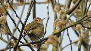 Chiffchaff Singing - Sounds of Spring