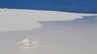 Nika Island Maldives. Обзор отеля. Si dedica a Giampiero Belazzi