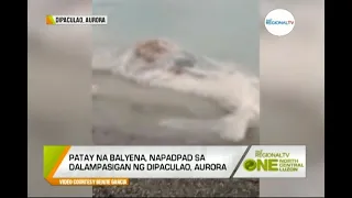 One North Central Luzon: Patay na Balyena, Nakita sa Baybayin