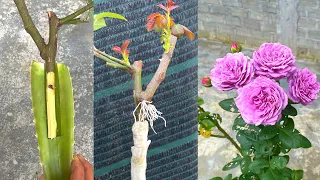 Propagate purple rose stem with aloe vera | How to grow roses