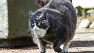 How to Help Your Cat Lose Weight | Cat Care