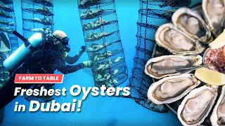 Dubai's Freshest Oysters - Tide To Table