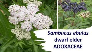 Dwarf elder Sambucus ebulus a lesser known cousin of elderberry native to Europe & the Western Asia