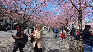 Finally Spring In Stockholm, Sweden 🇸🇪