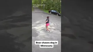 Bear chases dog down Minnesota driveway