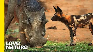 Can This Warthog Survive Against 21 Wild Dogs?! | Love Nature