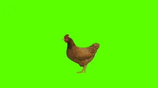 green screen ayam betina