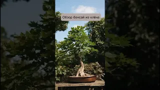 Обзор бонсай из клена. #бонсай #bonsai #ниваки #клен #андрейдарусенков #ландшафтныйдизайн #сад