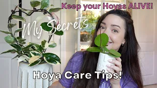 My Complete Hoya Care Guide | Secret Tips and Tricks! | How to Keep Your Hoya Plant Alive!