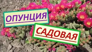 Кактус Опунция садовая для открытого грунта. Начало цветения опунции