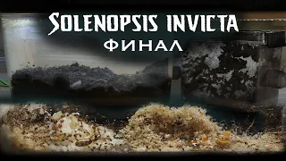 Solenopsis invicta || что с огненными муравьями?