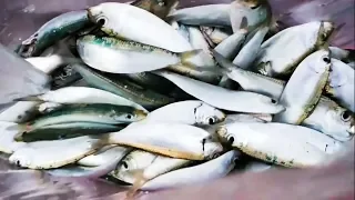 Caught Many Tamban Fishes From Bedok Jetty in Singapore | Fishing by Hook ||