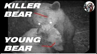 3 Times Killer Bear Kill Young Bear just to prove it's power. Grizzly Bear Kill Eat Wolf at zoo