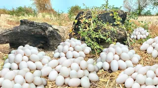 Today unique, a Top, expert farmers found many duck eggs at the base of a tree