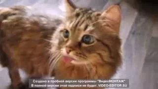 Смешной кот показывает язык.
