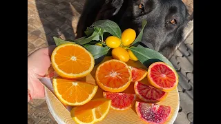 Січневий сонячний день 🏡🍊🍋