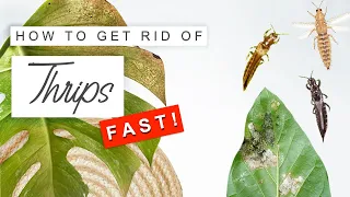 Get Rid Of Thrips FAST! 🌿 How To Treat + Prevent Thrips On Plants ❌