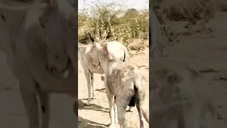 #donkeys #masti #donkeys #shortsvideo |@MP2animals