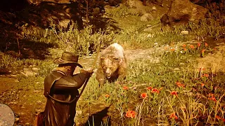 RDR2 - You can kill the Legendary Grizzly if you distract him on Hosea