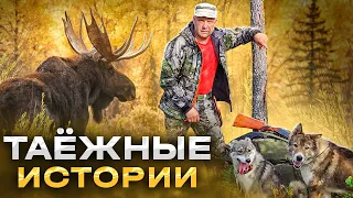 в тайге Осень, встретил Лосей, потерял собаку, поиски...