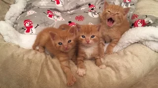 Sleepy Kitten Yawns, Purrs, Cuddles and Squeaks!