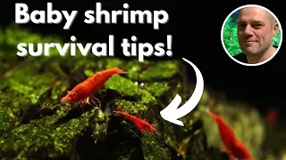 Why are my baby shrimp dying? - HELP MORE OF YOUR BABY SHRIMP SURVIVE WITH THESE 4 TIPS & TRICKS