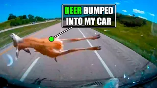 Don’t Mess With Semi Truck 🔥 / Crazy Deer / Brake Check & Road Rage