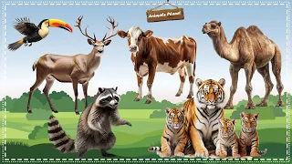 Discover the Amazing World of Animal Sounds: Toco toucan, Sika deer, Camel, Cow, Raccoon, Tiger