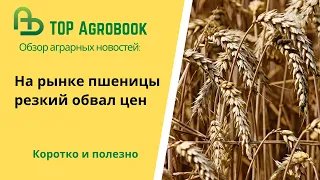 На рынке пшеницы резкий обвал цен. TOP Agrobook: обзор аграрных новостей