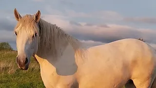 Меліса і Мустанг🐴 Коні в Україні 🐎